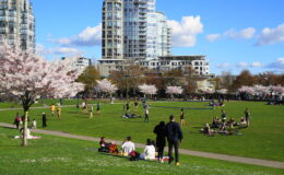 Cherry blossom trees in full bloom during Spring in Vancouver