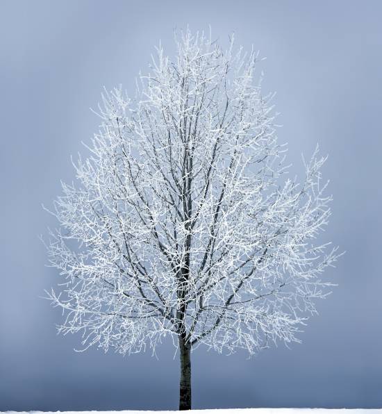 cold tree symbolizing (SAD)